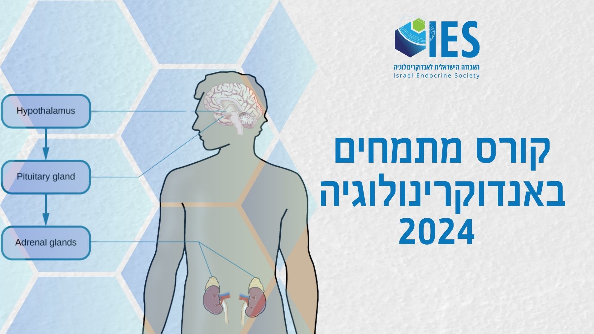 קורס מתמחים באנדוקרינולוגיה | 10-12 לנובמבר, 2024 | מלון לאונרדו סיטי טאוור, רמת גן